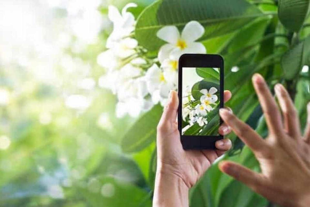 Migliori app per riconoscere le piante e i fiori